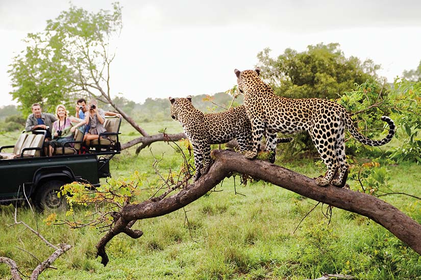 Safari en Afrique quel pays et quelle saison choisir Safari en Afrique quel pays et quelle saison choisir