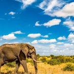 Un éléphant traversant seul la savane dorée du parc national Kruger, en Afrique du Sud