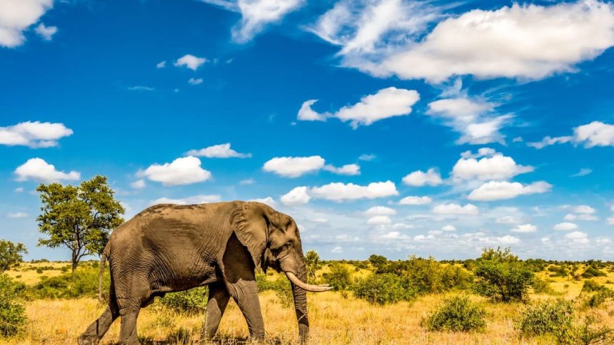 Un éléphant traversant seul la savane dorée du parc national Kruger, en Afrique du Sud